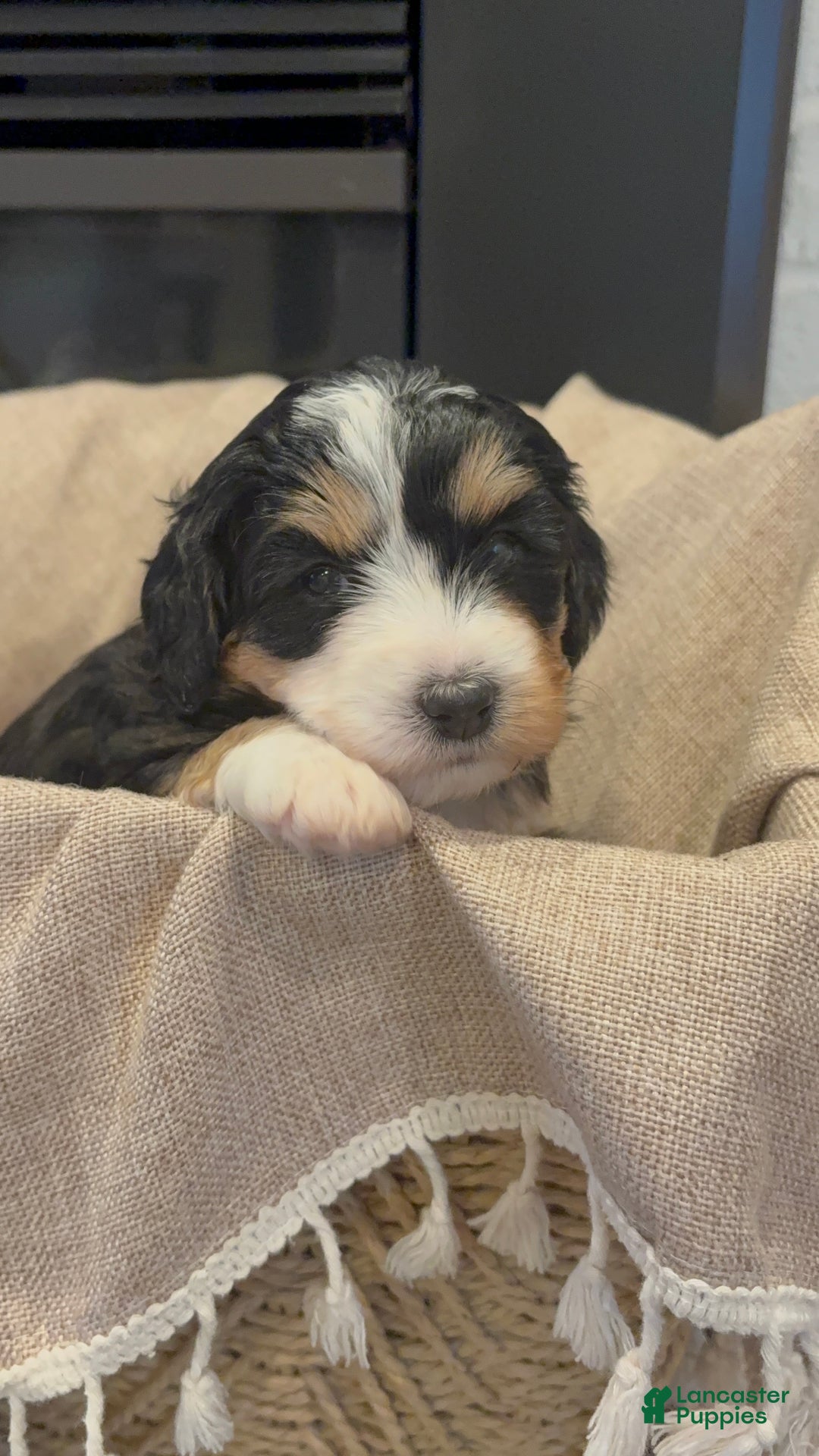 Mini Bernedoodle dogs for sale: Sadie - Ad 4