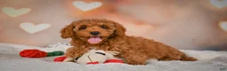 Cavapoo dogs for sale: Clara - Ad 3