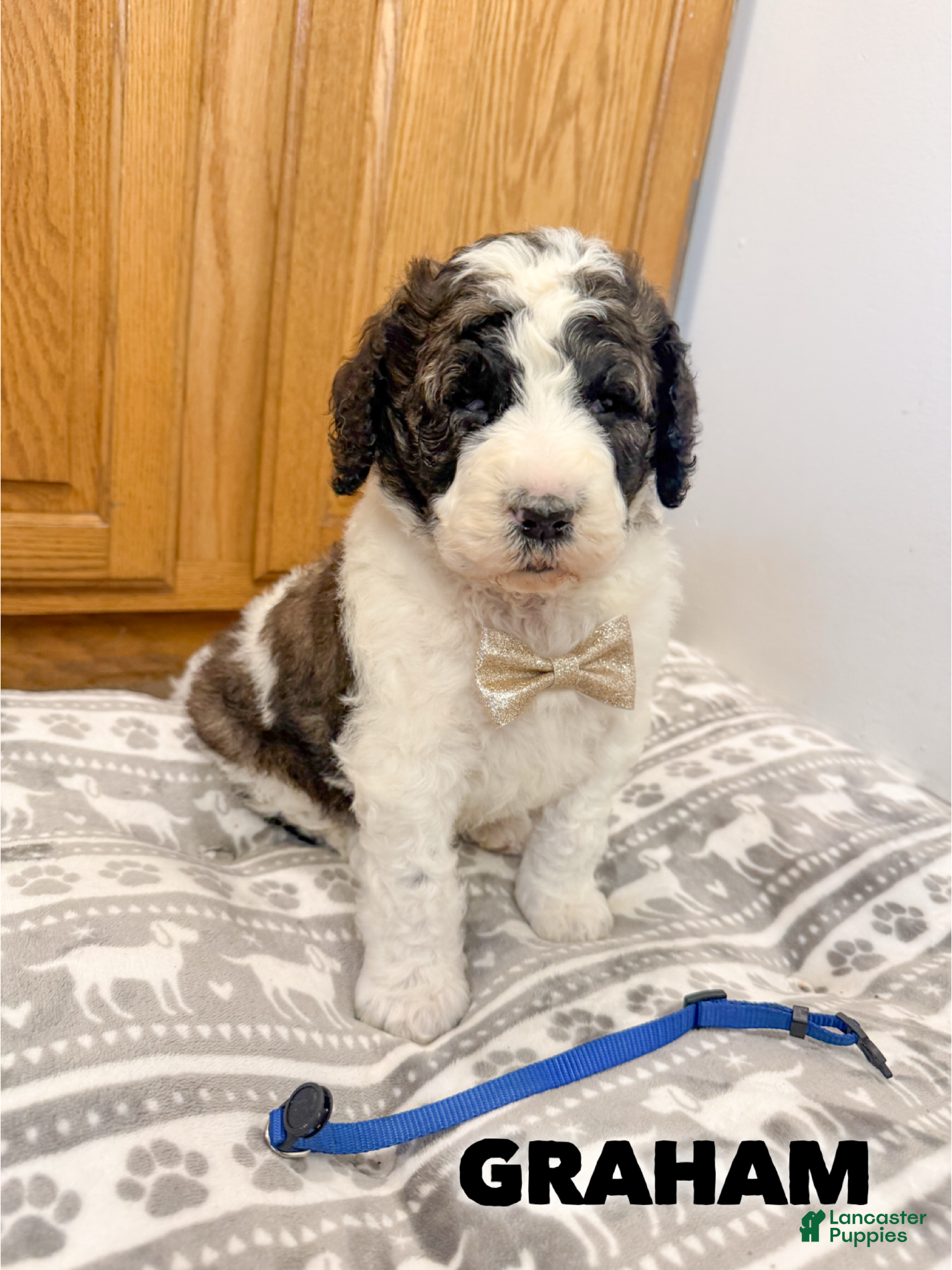 Saint Berdoodles dogs Graham - Ad 1