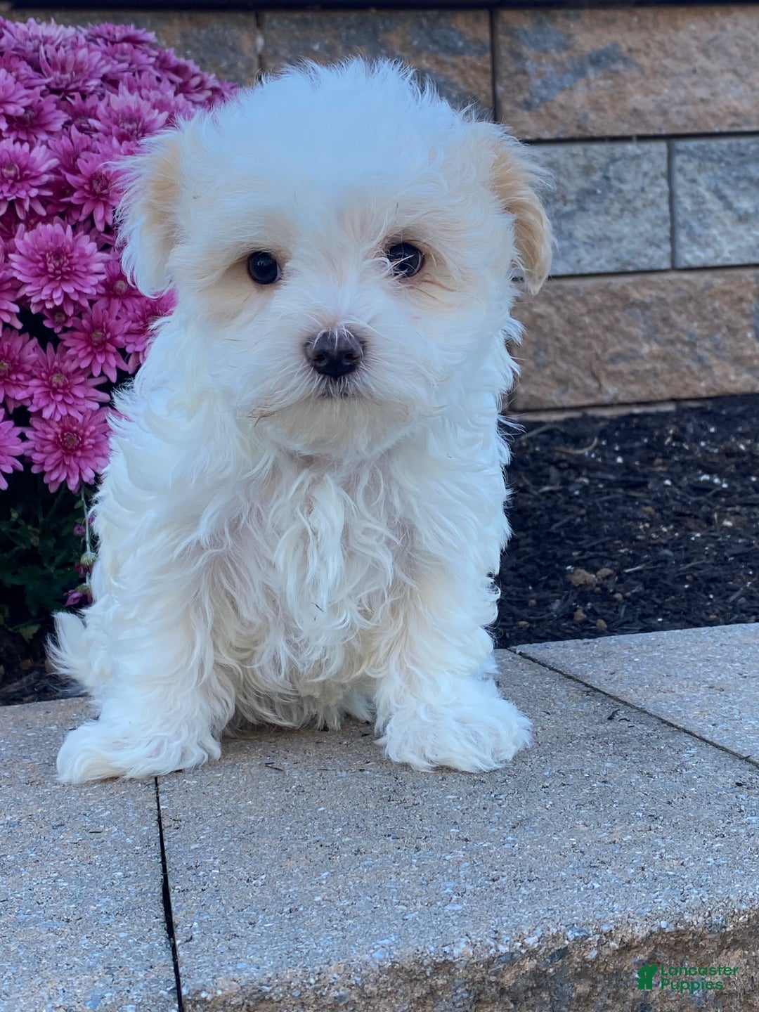 Havanese dogs for sale: Harper - Ad 2
