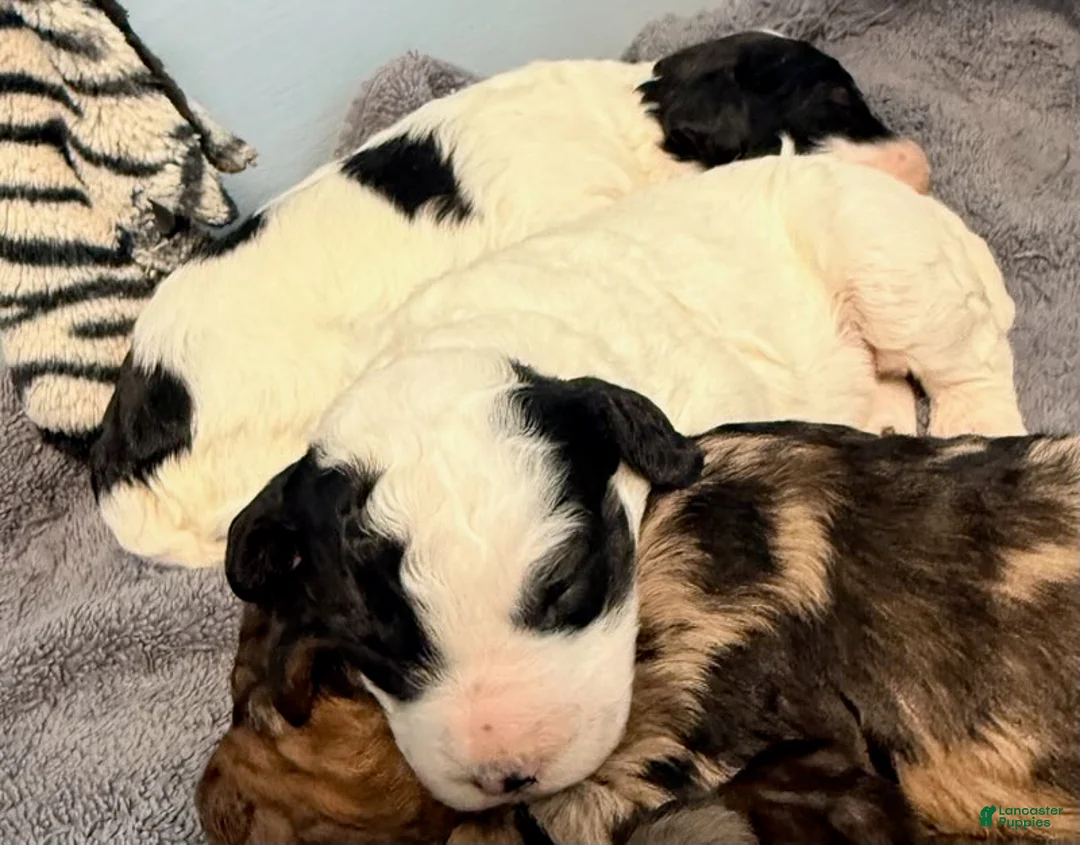 Cockapoo dogs for sale: Boy 1 - Ad 2