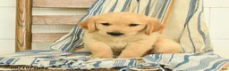 Golden Retriever dogs for sale: Justus - Ad 3
