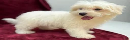 Maltese dogs for sale: Max - Ad 3