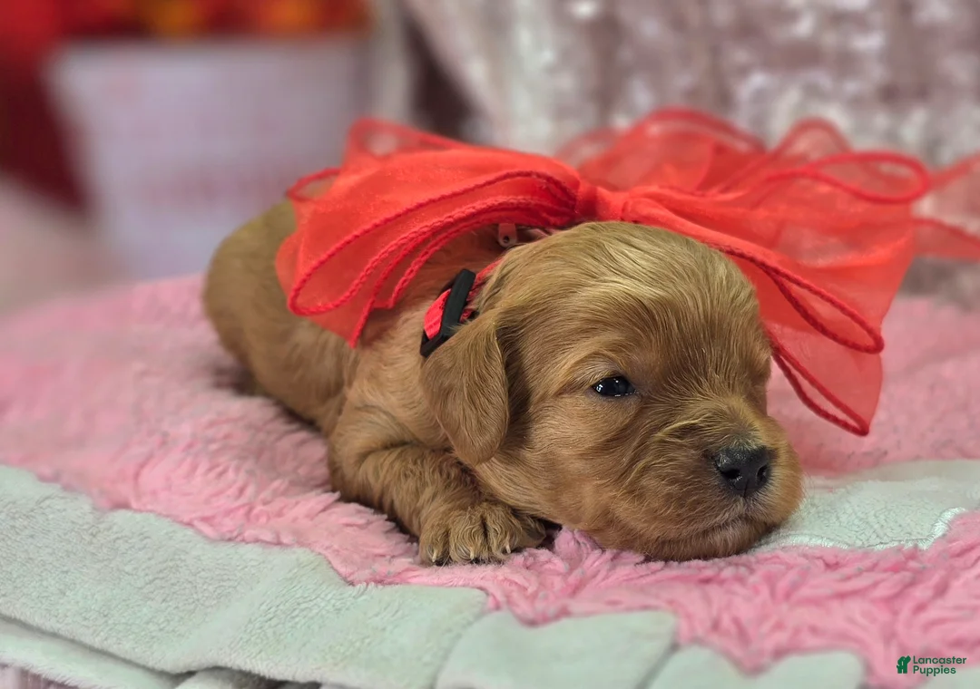 Cavapoo dogs for sale: Slate - Ad 4