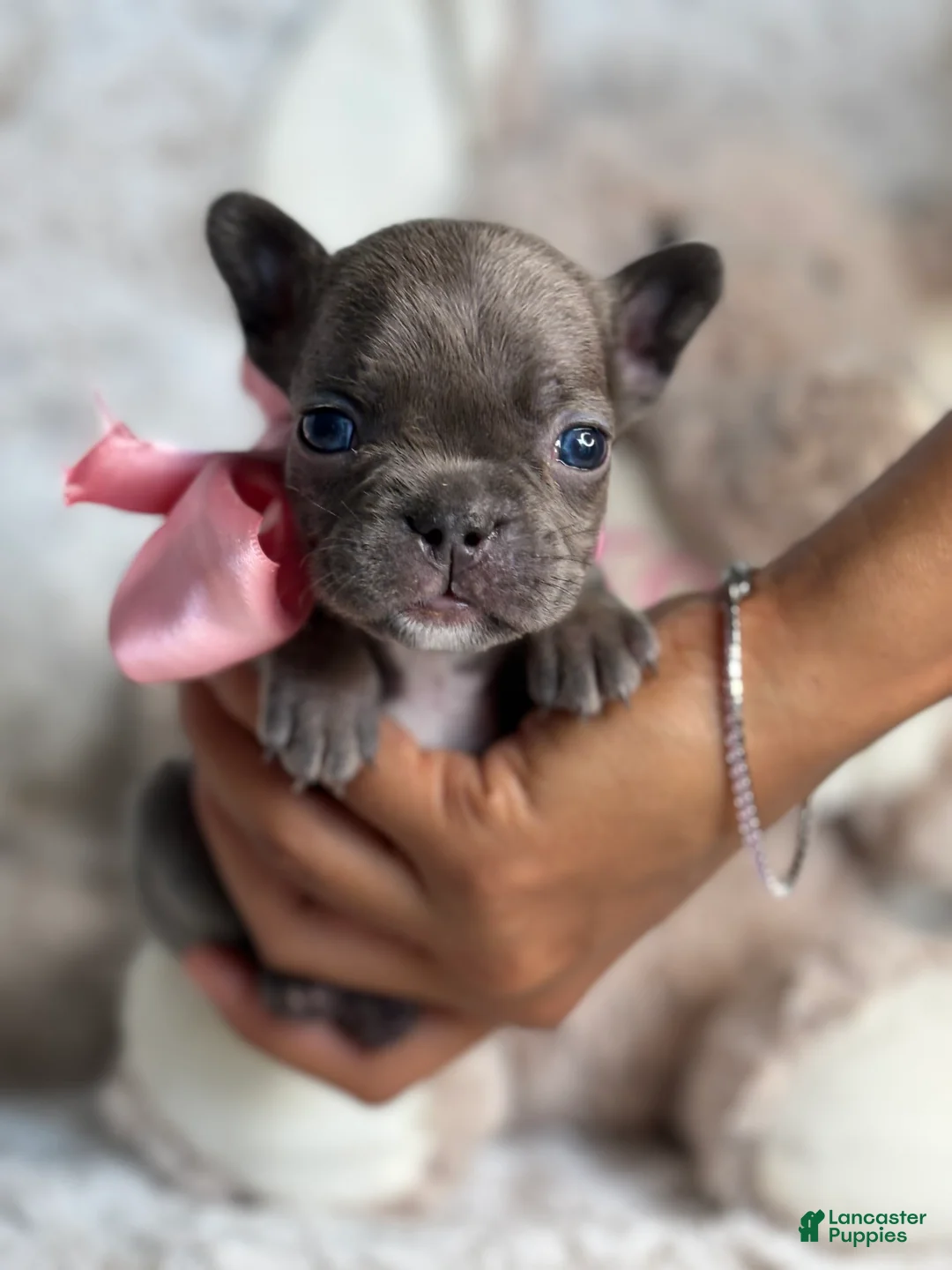 French Bulldog dogs for sale: Marley - Ad 1