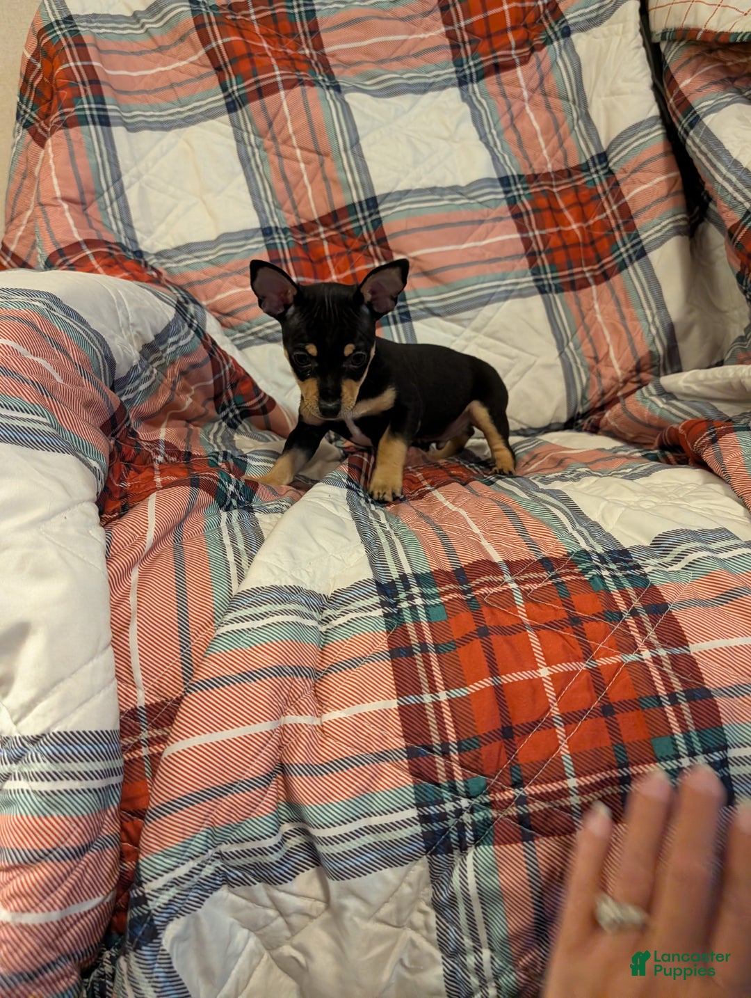 Mixed Breed dogs for sale: Chandler  - Ad 2