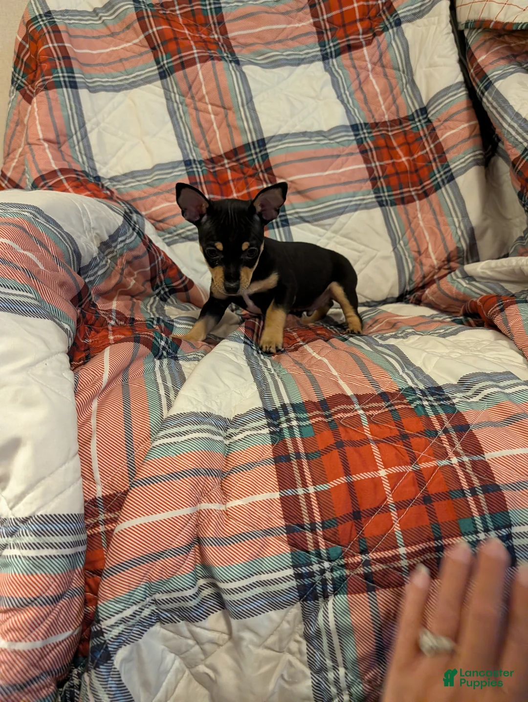 Mixed Breed dogs for sale: Chandler  - Ad 2