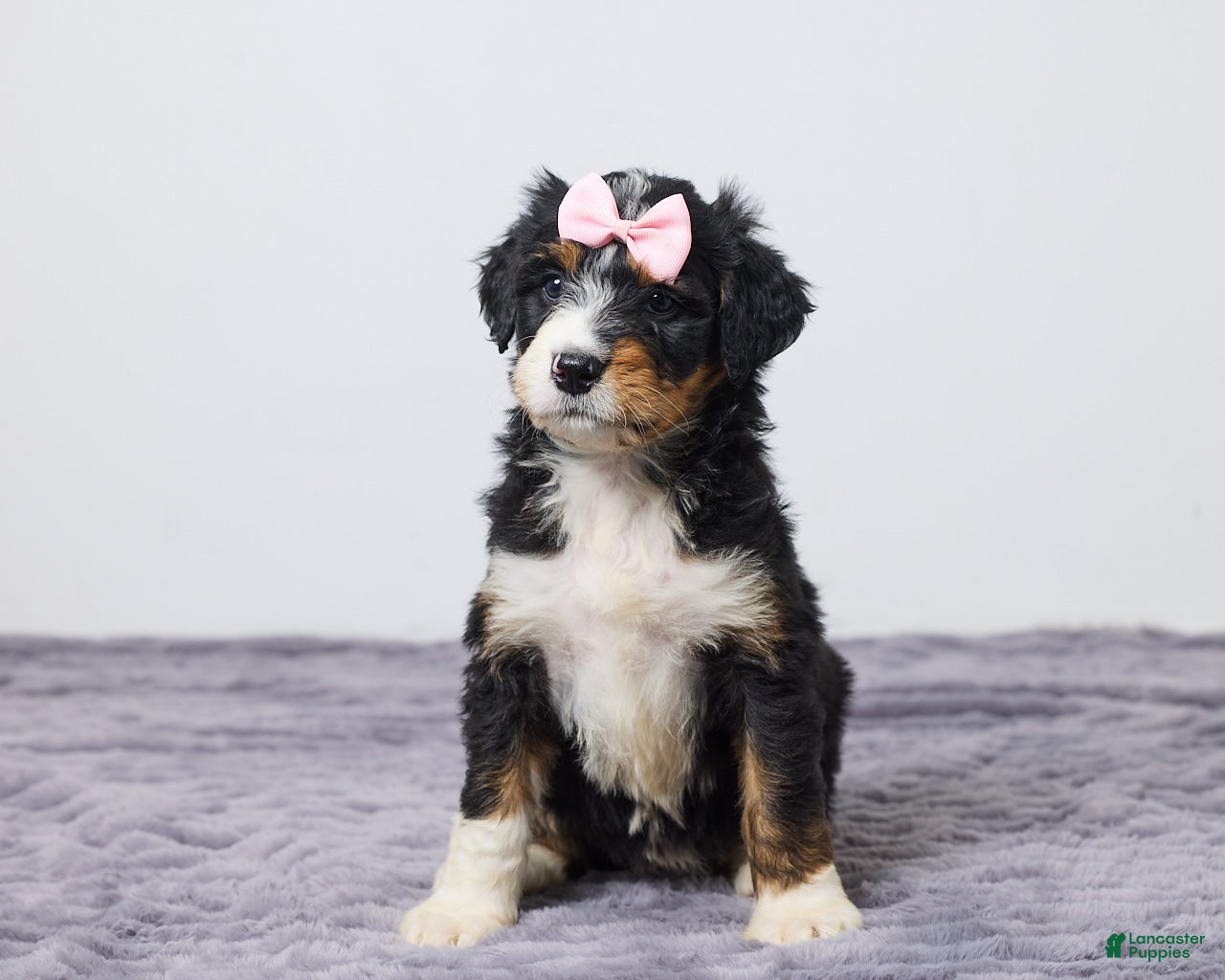 Bernedoodle dogs Kara - Ad 2