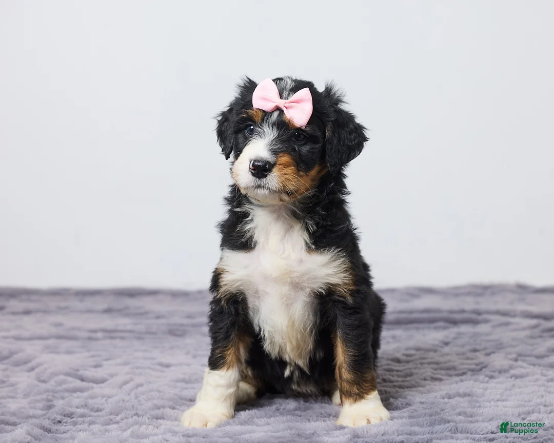 Bernedoodle dogs for sale: Kara - Ad 2