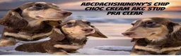 Miniature Dachshund dogs for sale: Chocolate and Cream AKC  - Ad 4