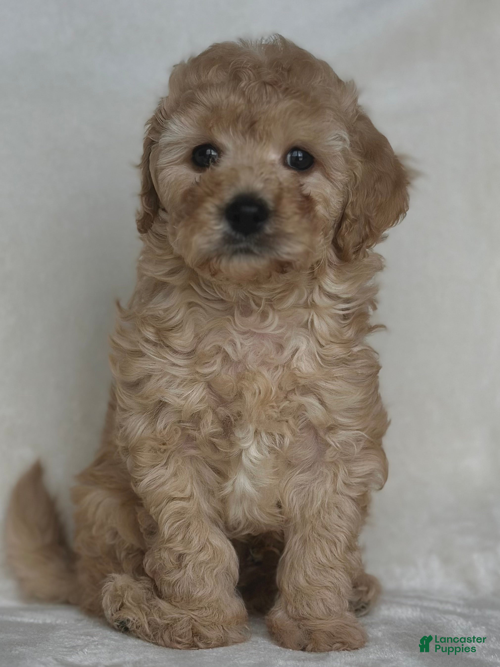 Mixed Breed dogs for sale: Legolas - Ad 1