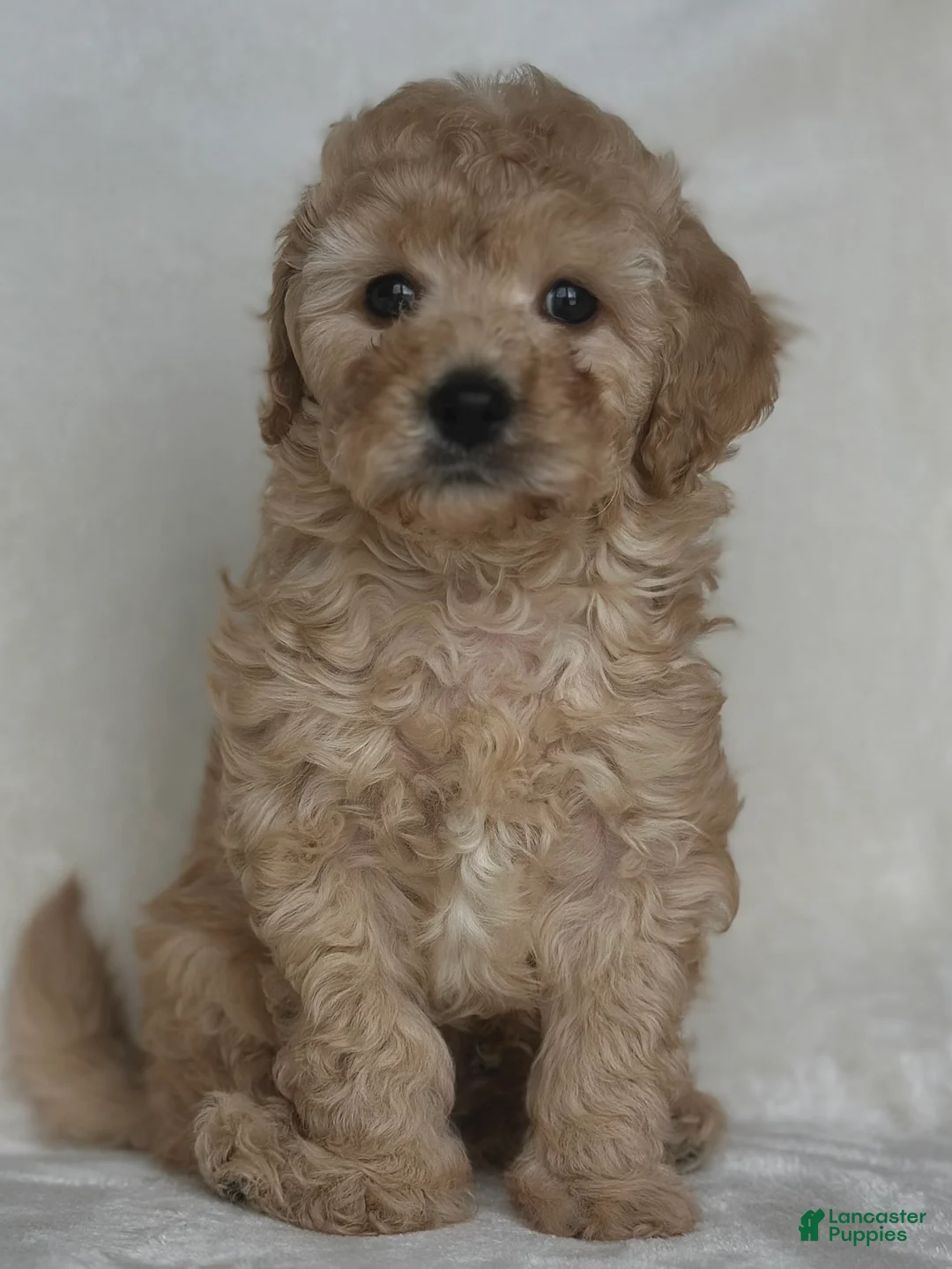 Mixed Breed dogs for sale: Legolas - Ad 1