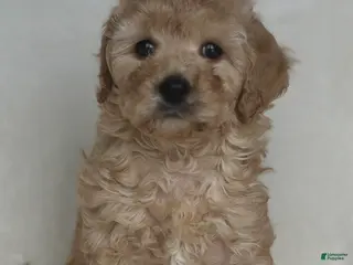 Mixed Breed dogs for sale: Legolas - Ad 1