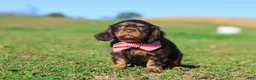 Cavalier King Charles Spaniel dogs for sale: Cooper - Ad 14