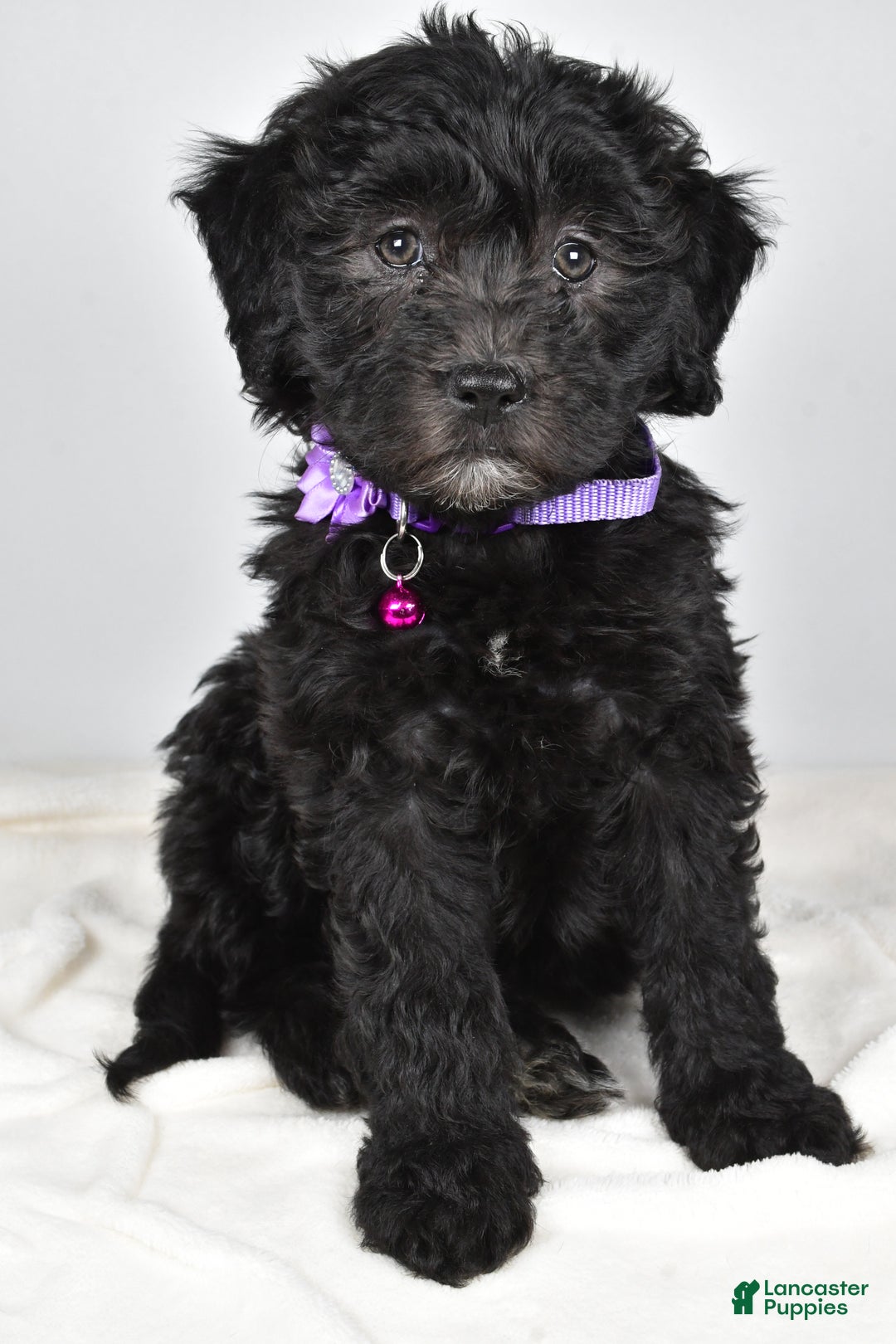 Newfypoo dogs for sale: Holly f one b - Ad 7
