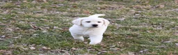 Labrador Retriever dogs for sale: Jeremiah  - Ad 6