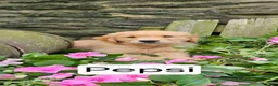 Golden Retriever dogs for sale: Pepsi - Ad 1