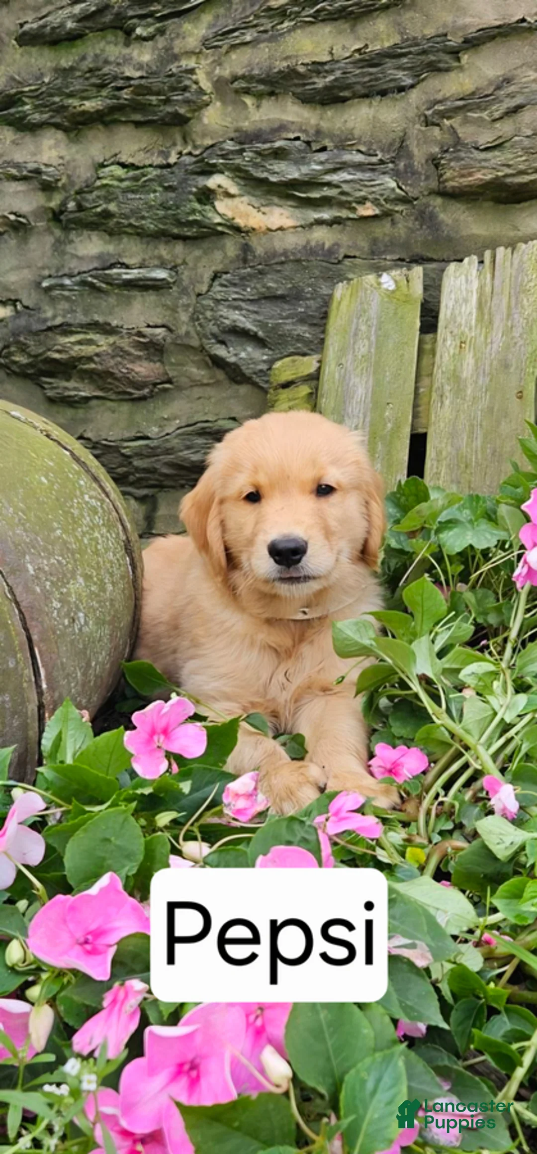 Golden Retriever dogs for sale: Pepsi - Ad 1