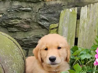 Golden Retriever dogs Pepsi - Ad 26