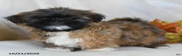 Shih Tzu dogs for sale: Trinket - Ad 2