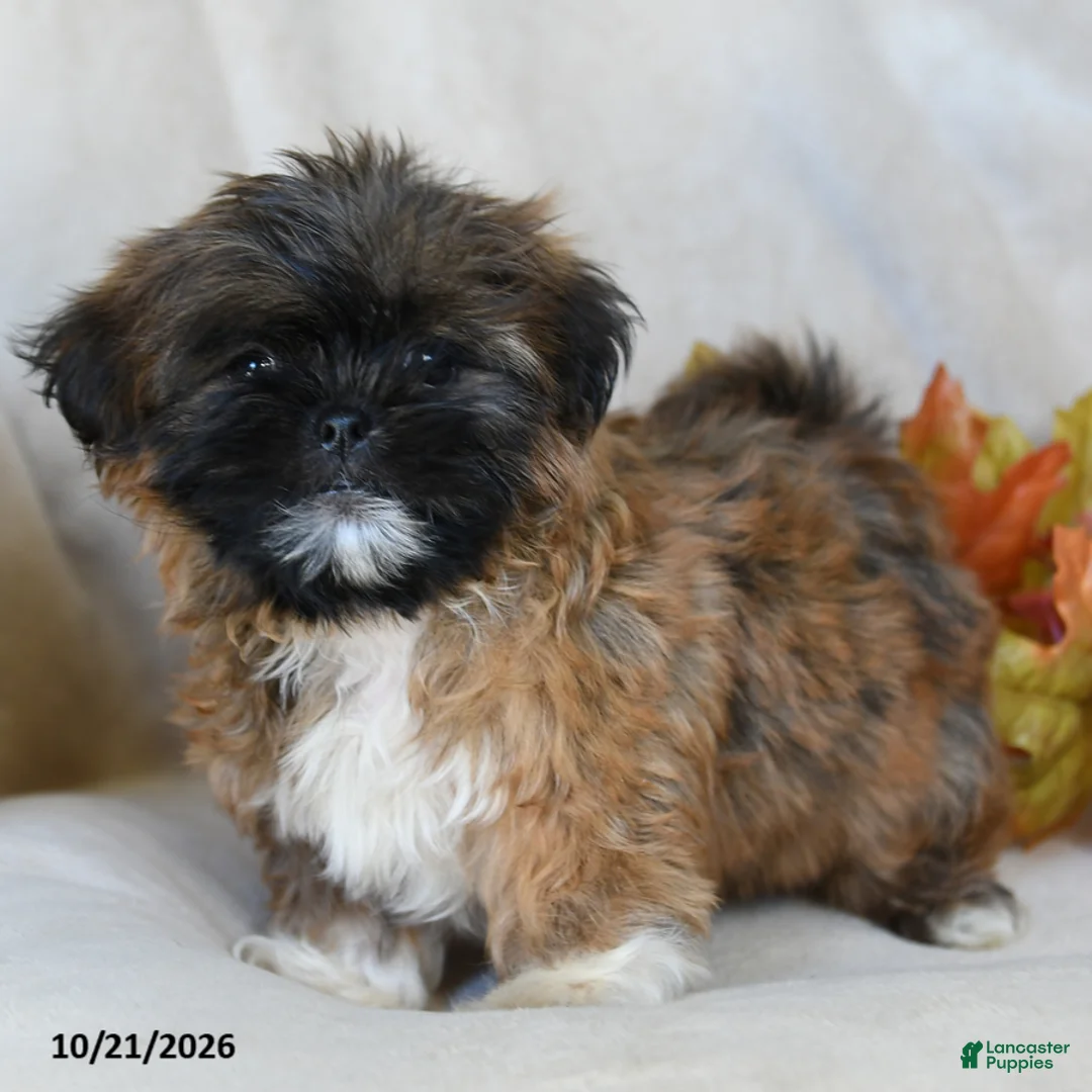 Shih Tzu dogs for sale: Trinket - Ad 2