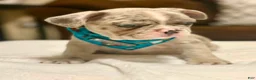 French Bulldog dogs for sale: 2 - Blue Merle Male - Ad 3