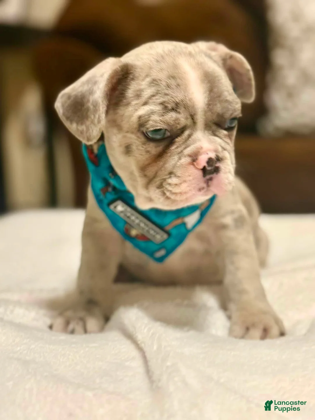 French Bulldog dogs for sale: 5 - Lilac Cream Female - Ad 6