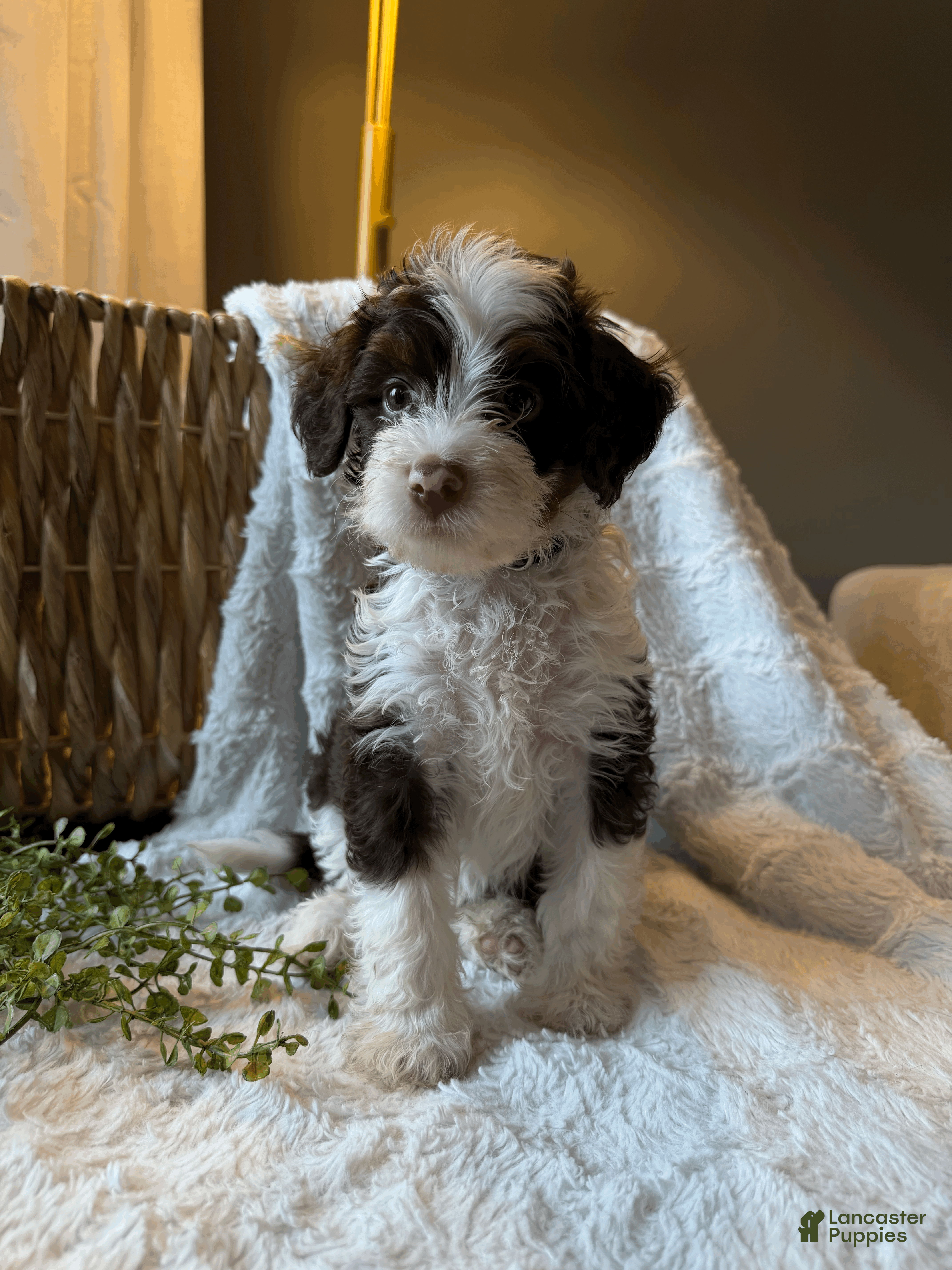 Mini Bernedoodle dogs Stetson - Ad 1