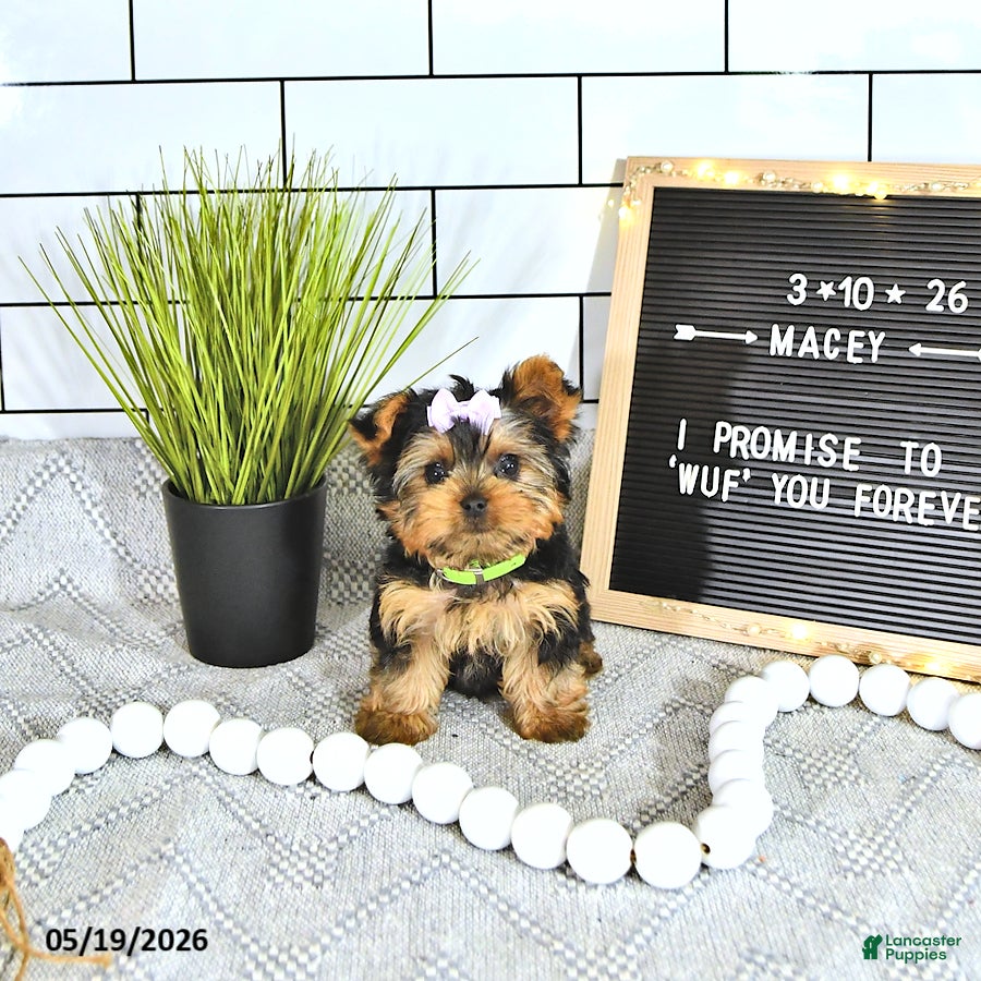 Yorkshire Terrier dogs Macey - Ad 1