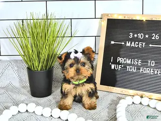 Yorkshire Terrier dogs for sale: Macey - Ad 3