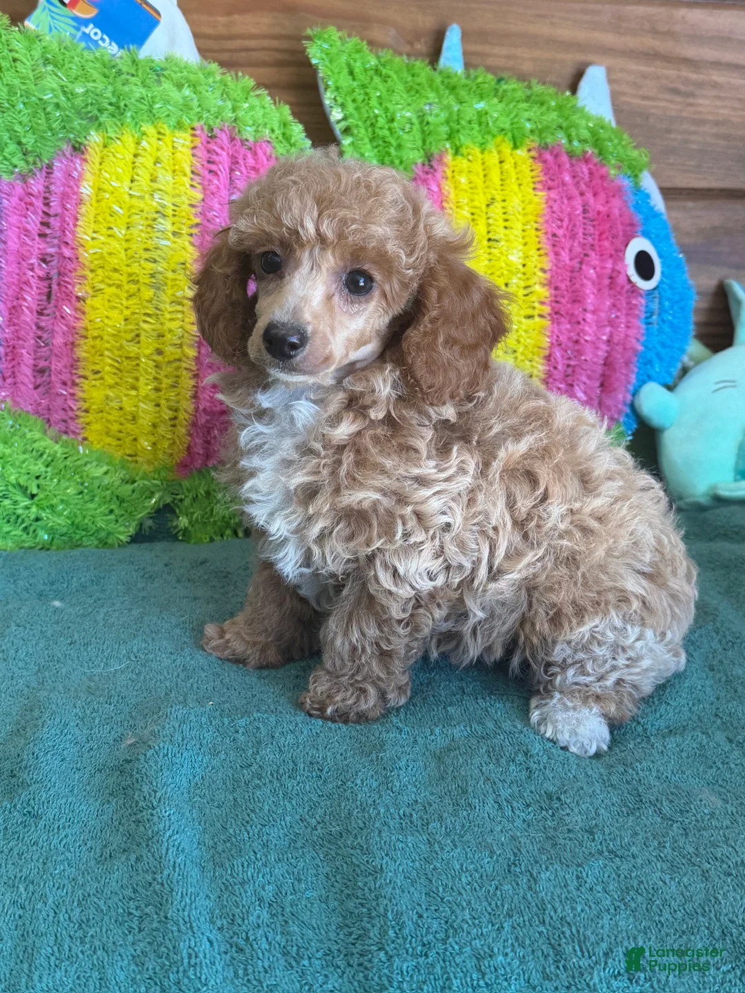 Toy Poodle dogs for sale: Rose - Ad 2