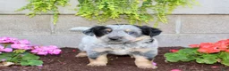 Australian Cattle Dog dogs for sale: Boomer - Ad 1
