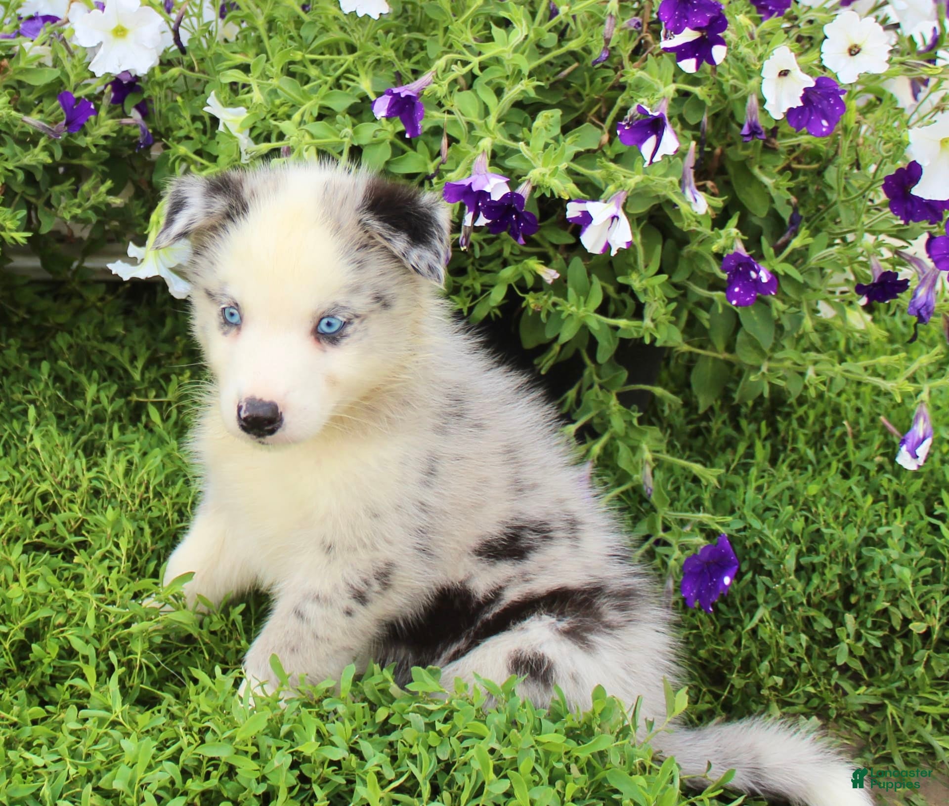 Merle Husky Siberian Husky Puppies For Sale Lancaster Puppies