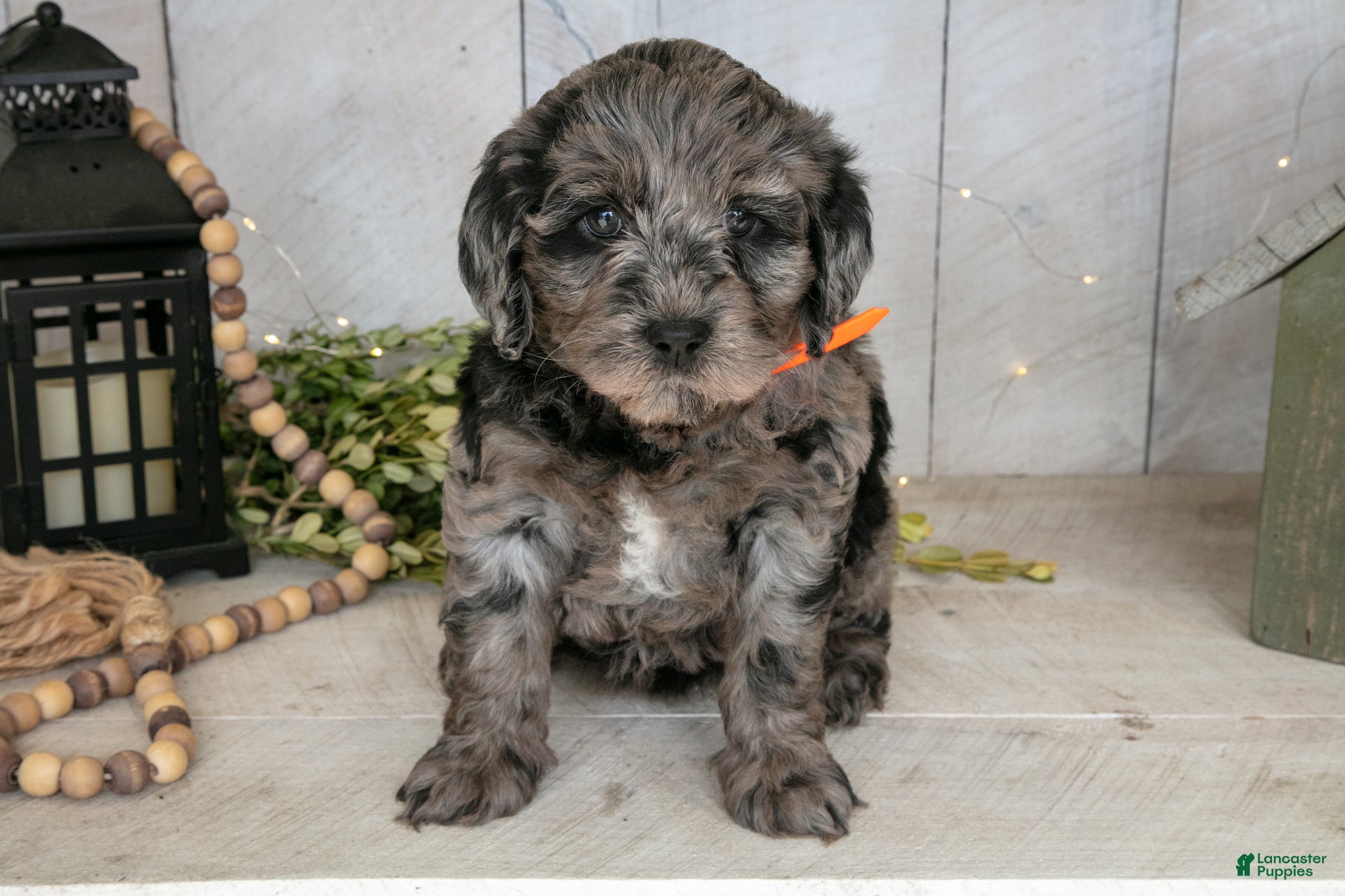 Miniature Labradoodle dogs Callie - Ad 14