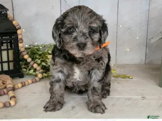 Miniature Labradoodle dogs Callie - Ad 15