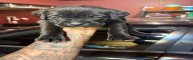 Cane Corso Puppy 4