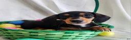 Miniature Dachshund dogs for sale: Luca - Ad 5