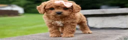 Cavapoo dogs for sale: Veronica💖 - Ad 18