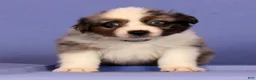 Miniature Australian Shepherd dogs for sale: Jackson - Ad 3