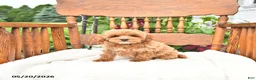 Mini Goldendoodle dogs for sale: Reggie - Ad 4