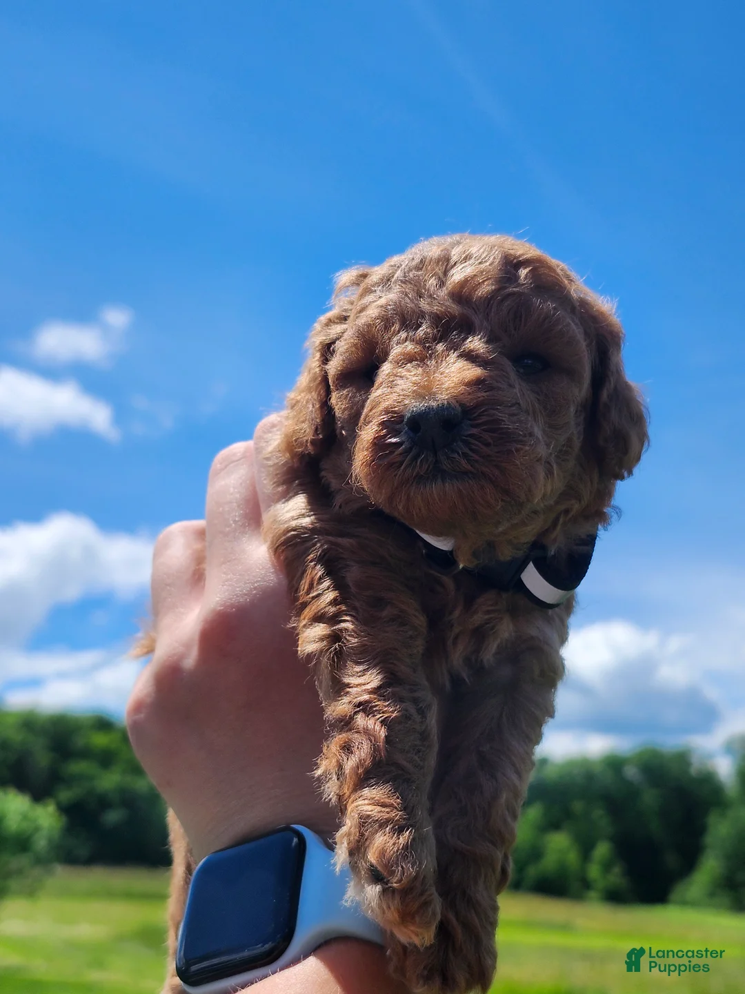 Miniature Poodle dogs for sale: Tulip  - Ad 1
