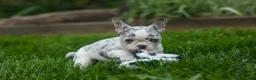French Bulldog dogs for sale: Amelia (Merle & White) 💙🤍 - Ad 15