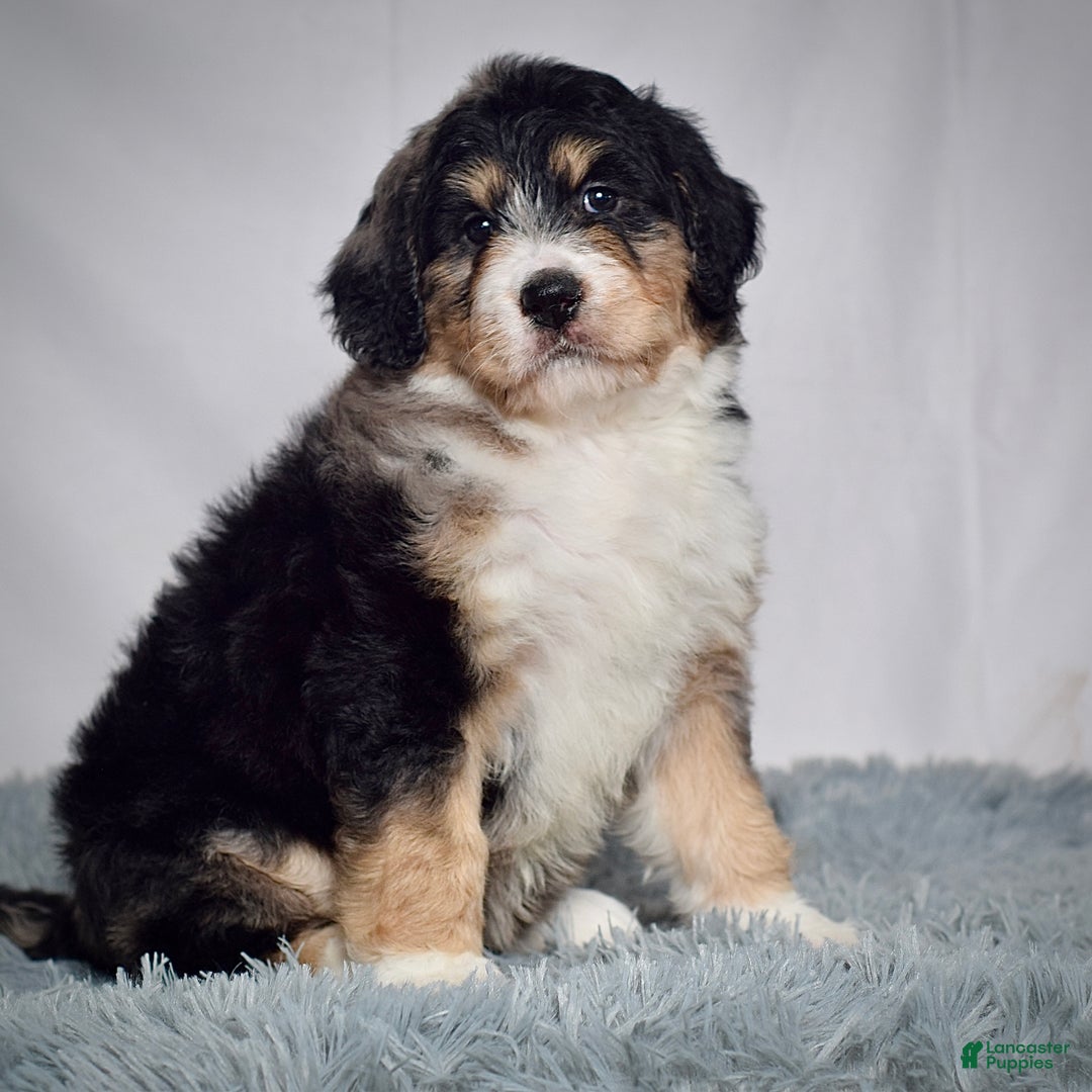Bernedoodle dogs for sale: Ms. Scarlett - Ad 2