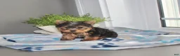Yorkshire Terrier dogs for sale: Lily - Ad 3