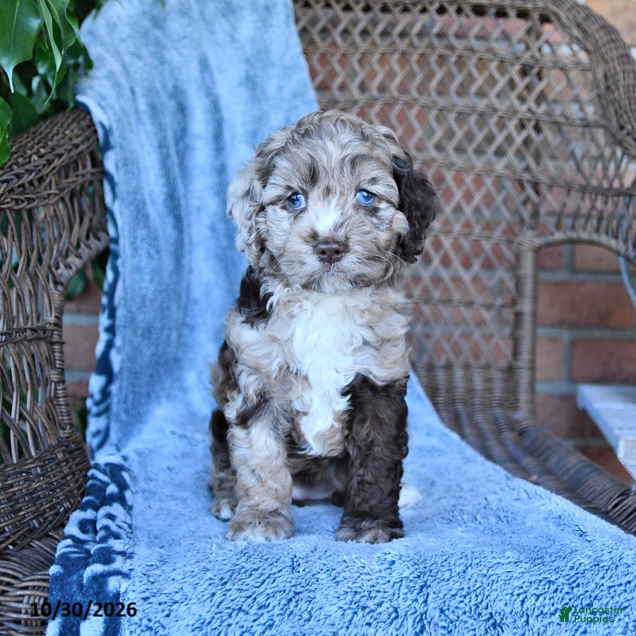 Cockapoo dogs for sale: Sally - Ad 1