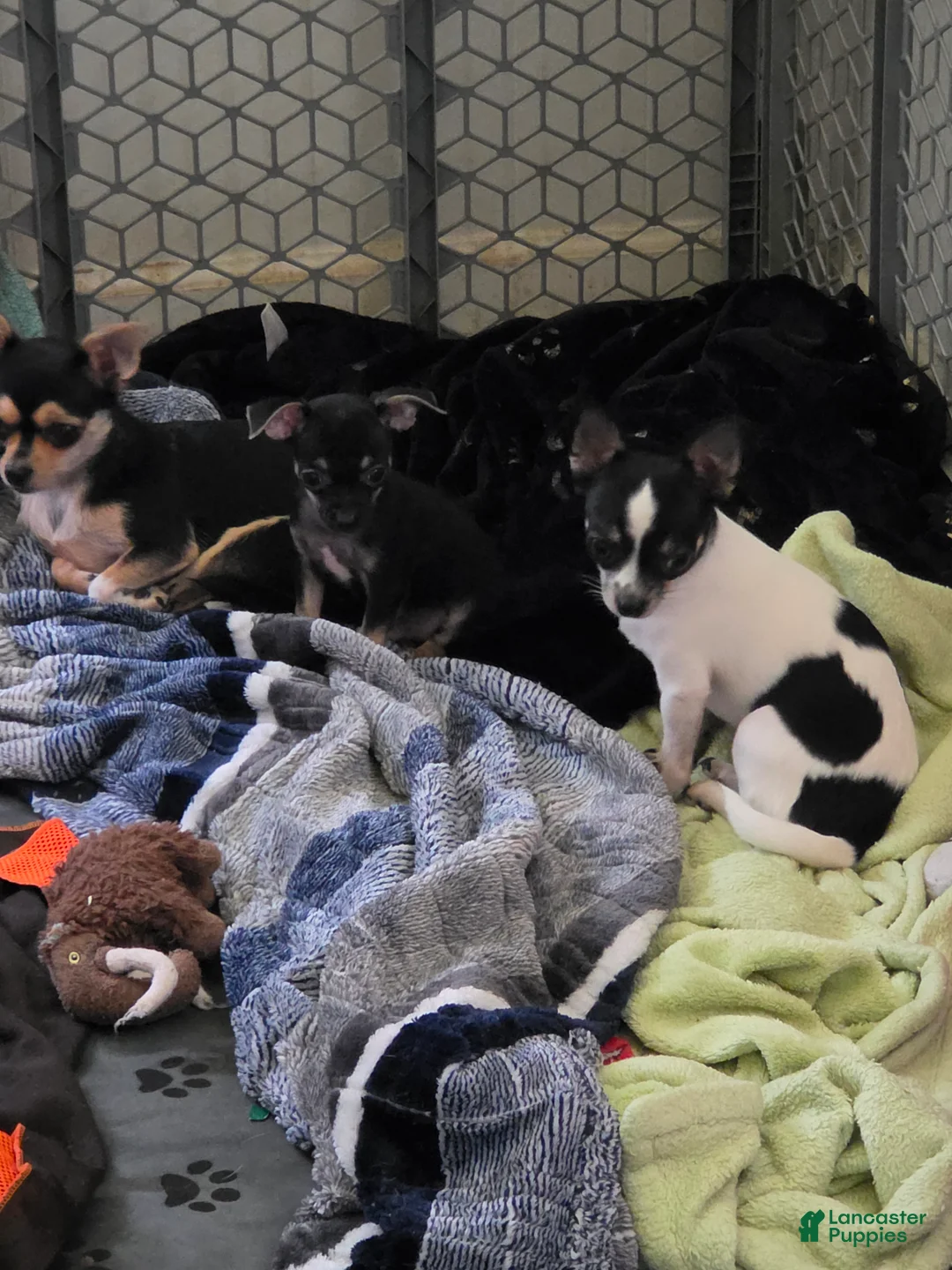 Chihuahua dogs for sale: Frankie (Chihuahua 3) - Ad 2