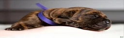 Cane Corso dogs for sale: Black Velvet Abyss Molten Ash - Ad 4