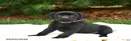 Labrador Retriever dogs for sale: Rosie  - Ad 2