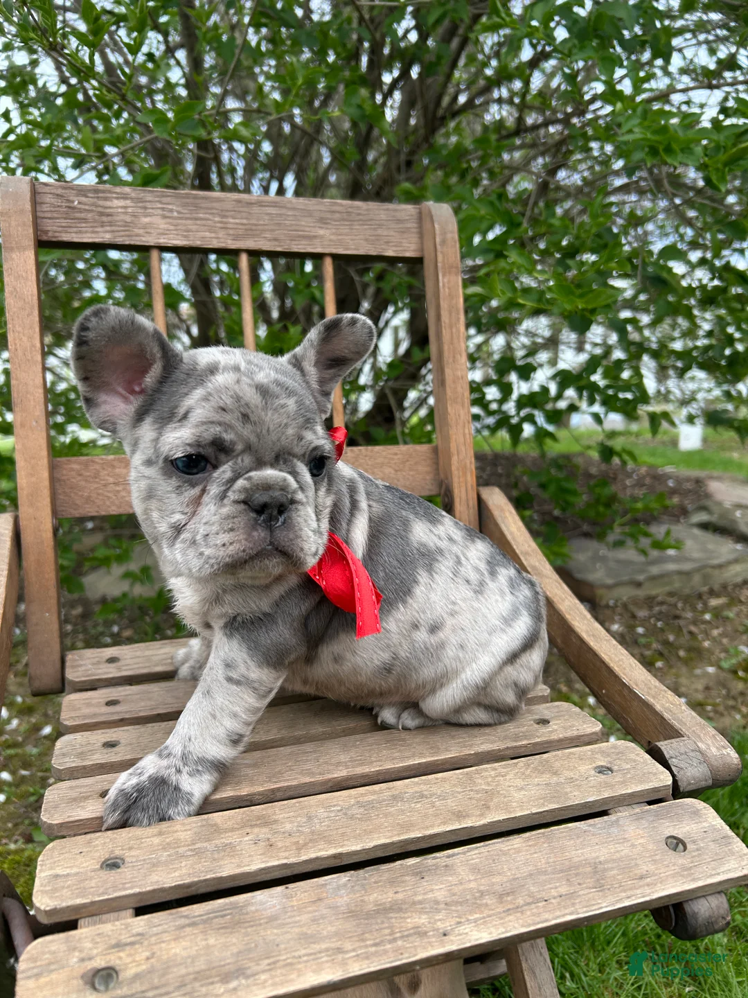 French Bulldog dogs for sale: French Bulldog Puppy 1 - Ad 2