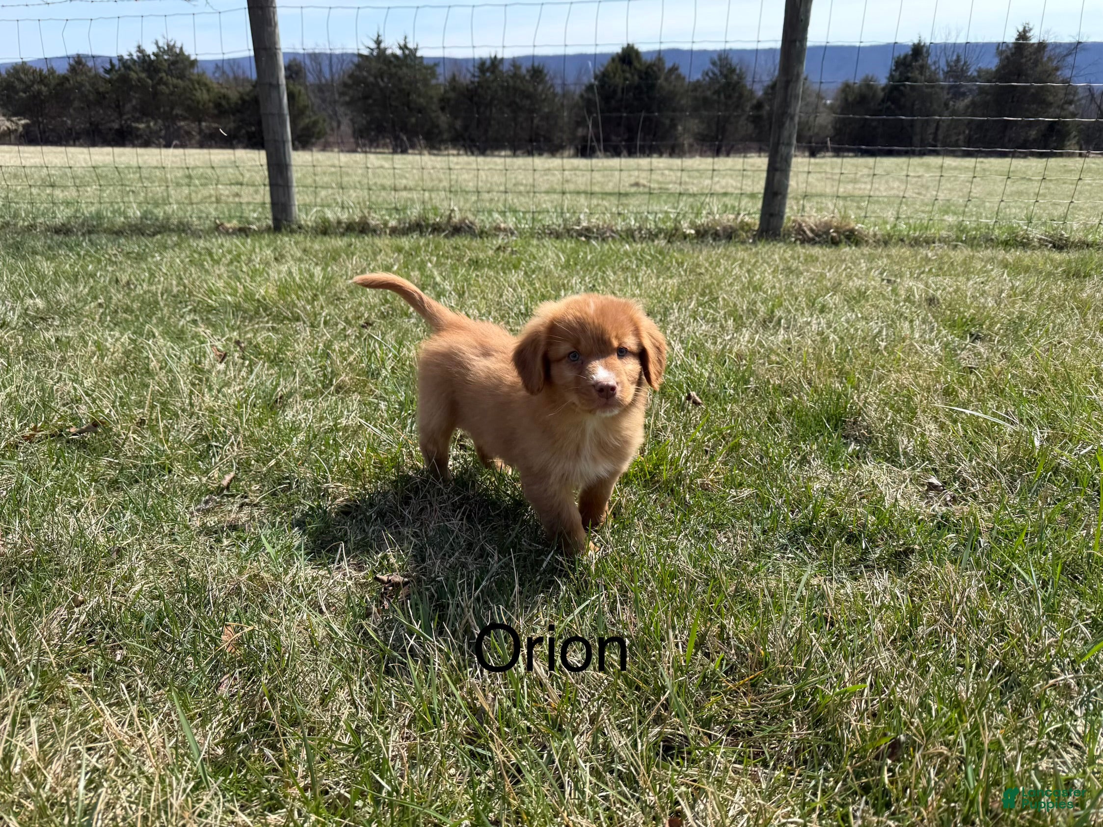 Nova Scotia Duck Tolling Retriever dogs Nova Scotia Duck Tolling Retriever Puppy 1 - Ad 4